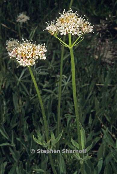 valeriana californica 5 graphic